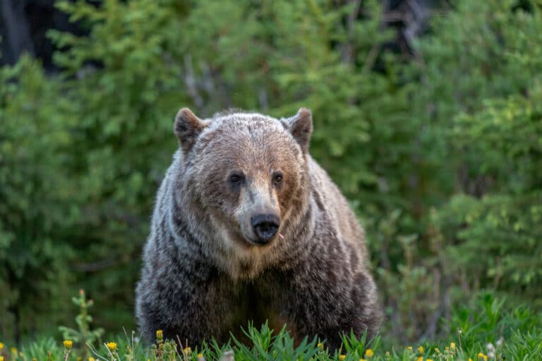 A Grizzly Bear along highway 40 in Peter Lougheed Provincal Park