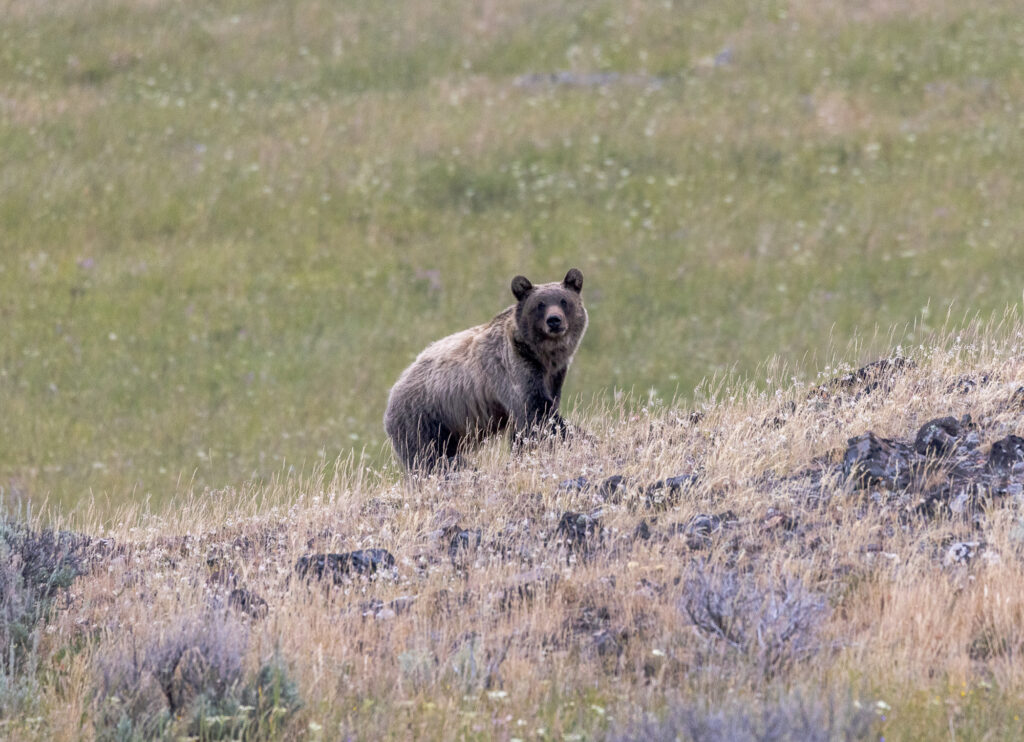 Grizzly Bear